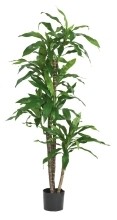 Dekobaum Dracaena Höhe 150 cm