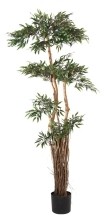 Dekobaum Ruscus Tropical Höhe 180 cm